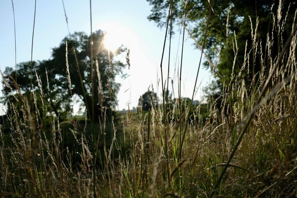 Abendlicht über den Wiesen am Deich