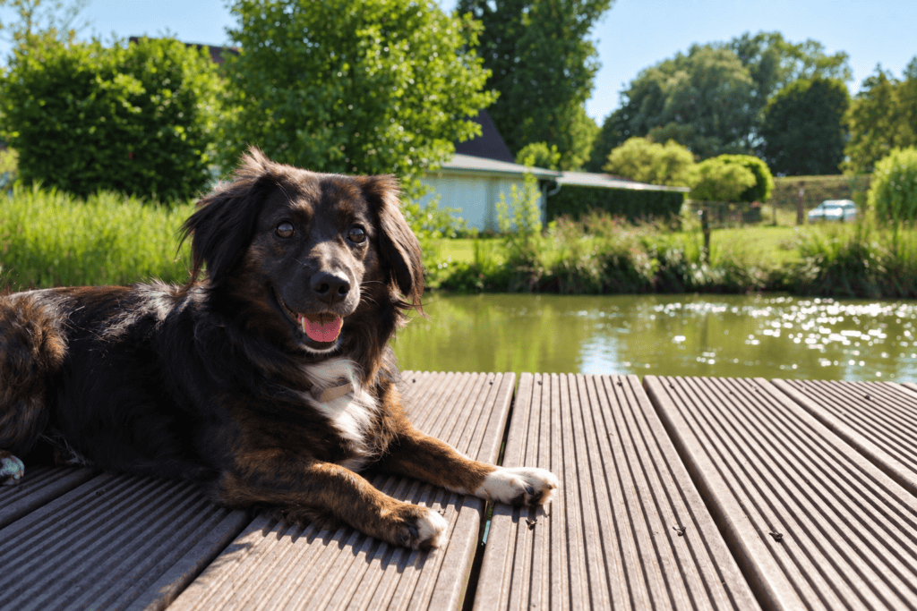 Hund der Familie am Teich