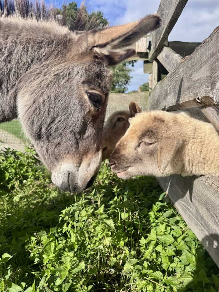 Der Esel Merry beschnüffelt durch einen Zaun ein Lamm