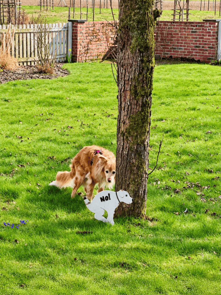 Ein Hund der neben ein "hier nicht hinkacken" Schild macht