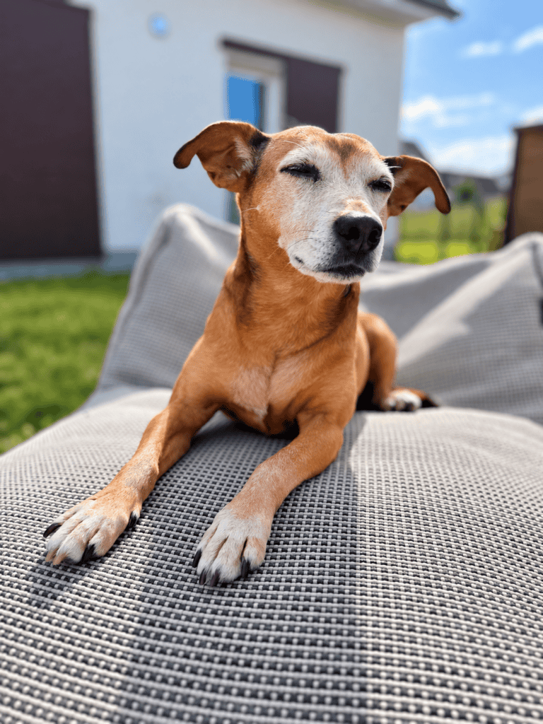 Ein alter Hund der die Sonne genießt
