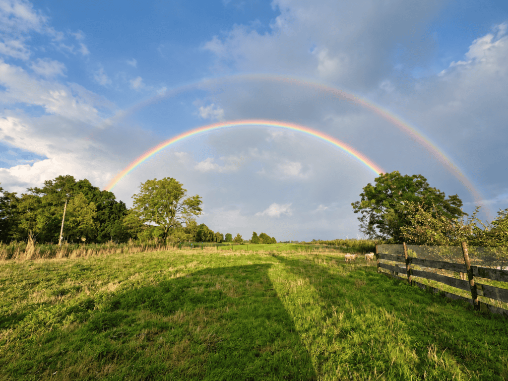 Regenbogen über der Schafweide