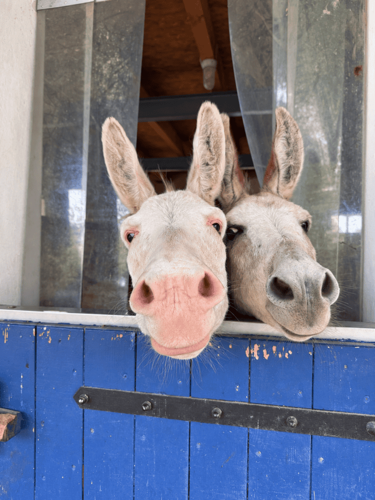 Die Esel Sam & Frodo hinter der blauen Stalltür